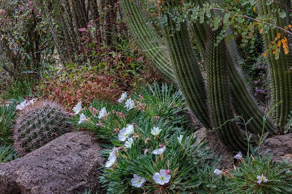 Haney, Chuck 아티스트의 Spring floral desert gardens at the Arizona Sonoran Desert Museum in Tucson-Arizona-USA작품입니다.